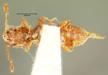 Media type: image;   Entomology 6775 Aspect: habitus ventral view
